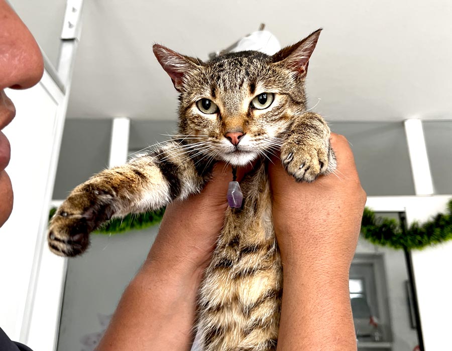 Vetventura-atencion-gato