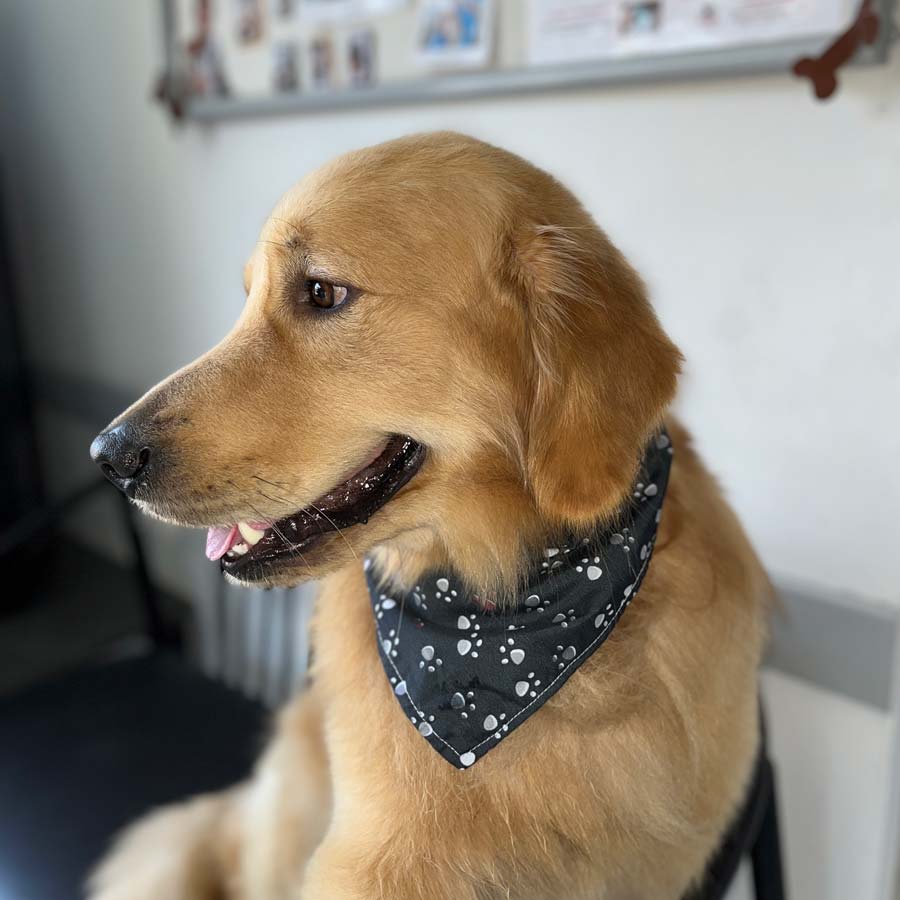 vacunacion-mascotas-pet-shop